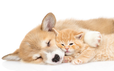 Pembroke welsh corgi puppy sleeps and hugs tiny kitten. isolated on white background