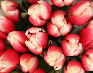 Fototapeta na wymiar Beautiful bouquet of tulip flowers, closeup. Floral decor