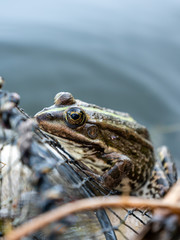 The frog sits in the pond