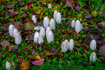 mushrooms in the forest