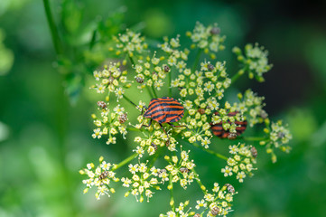 Red striped garden bugs on parsley