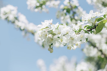 Spring blooming beautiful background in the garden