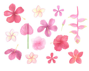 Tropical flowers isolated on white background. Watercolor hand drawn colorful tropical, exotic flowers collection. Hibiscus flowers, plumeria. Summer flowers collection.