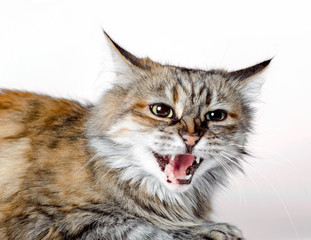 aggressive angry ginger cat with open mouth
