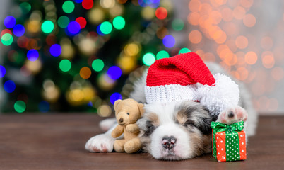 Fototapeta na wymiar Australian shepherd puppy wearing a big red santa`s hat hugs toy bear and sleeps on festive Christmas background with gift box. Empty space for text