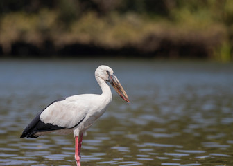 Open bill Stork