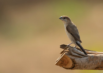 Silverbill