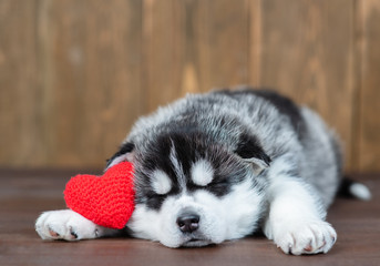 Cute siberian husky puppy sleeps with red heart. Empty space for text