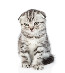 Tabby kitten sits in front view. isolated on white background