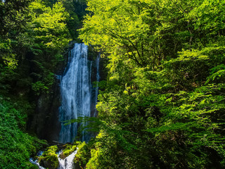 Fototapeta na wymiar mikaerinotaki falls　回顧の滝