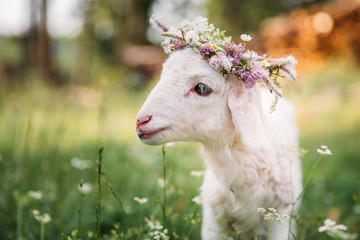 Baby lamb with flower crown © belyaaa