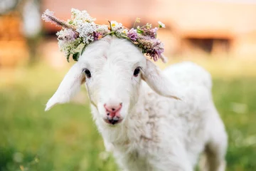 Selbstklebende Fototapeten Baby lamb with flower crown © belyaaa