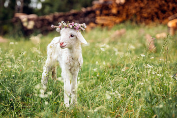 Baby lamb with flower crown
