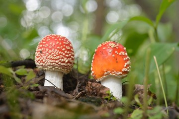 Amanita muscaria in the forest