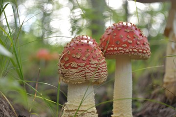 Amanita muscaria in the forest