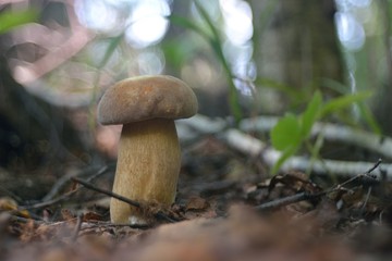 Picking mushrooms in the forest