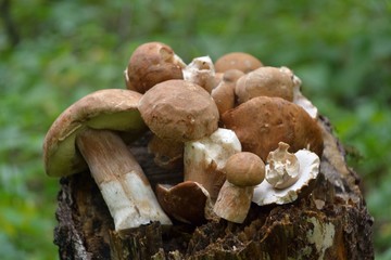 Picking mushrooms in the forest