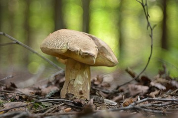 Picking mushrooms in the forest