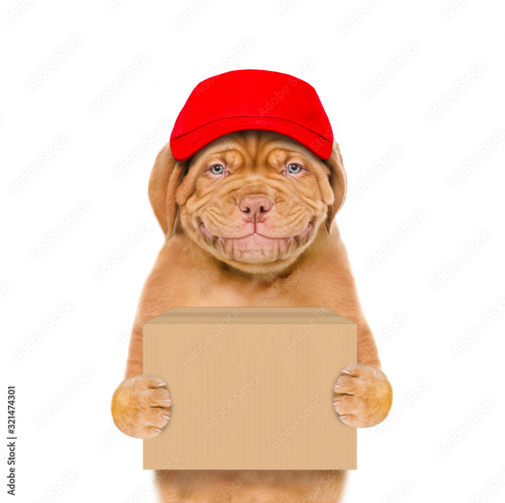 Poster smiling puppy wearing a red cap holds big box. isolated on white background