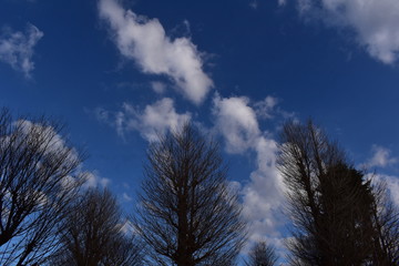 Tree & Sky-96