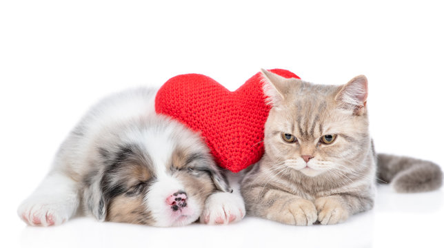 Red heart lies between Australian shepherd puppy and cat. Valentines day concept. Isolated on white background