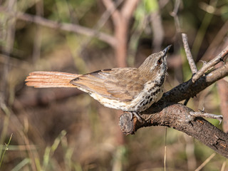 Spotted Palm Thrush, has a very beautiful song early in the morning.