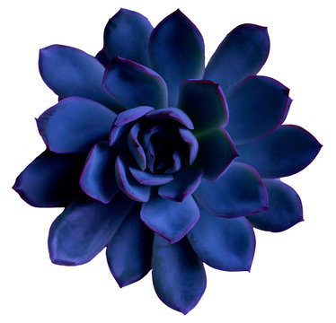 Succulents in classic blue, color 2020. Isolated, PNG. Color of the 2020 year, pantone palette with deep classic blue swatch for print, web design. clip art, Flat lay, top view