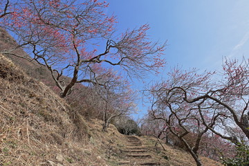 梅林の風景