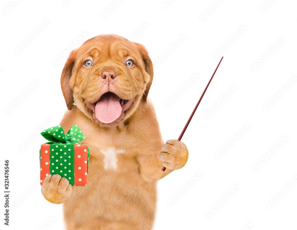 Poster funny puppy holds gift box and pointing away on empty space. isolated on white background