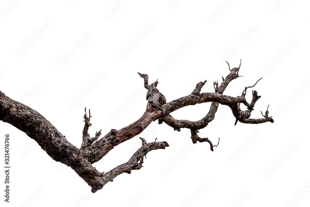 Wall mural branch of dead tree with clipping path isolated on white background.