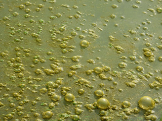 bubble on green sewage water texture