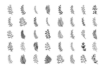 Hand drawn set of objects for design use. Black Vector doodle flower on white background.  Abstract pencil boho drawing twig. Artistic illustration elements plant
