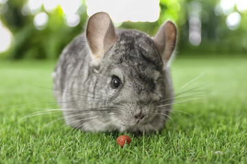 Cute funny grey chinchilla on green grass, closeup