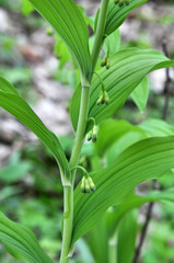 In the spring forest grows multifloral plant Polygonatum multiflorum