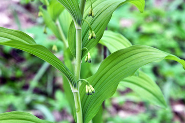 In the spring forest grows multifloral plant Polygonatum multiflorum