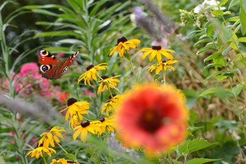 Schmetterling 649 © K.-U. Häßler