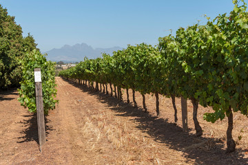 Fototapeta na wymiar Durbanville, Cape Town, South Africa. Dec 2019. Grapes on vines in the Durbanville wine growing region close to Cape Town, South Africa. Cabernet Franc grape variety growing.