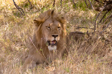Portrait of a lion resting under a tree in Serengeti National Park