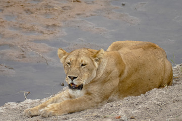 Obraz premium Lioness resting before hunting (Serengeti National Park, Tanzania)