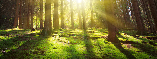 Sun shines through the trees in the pine forest.
