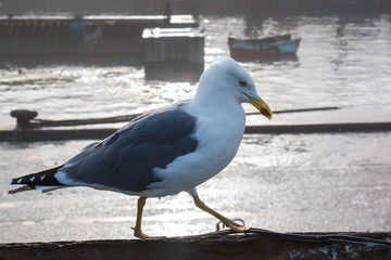 Seagull walking in a port, Essaouira