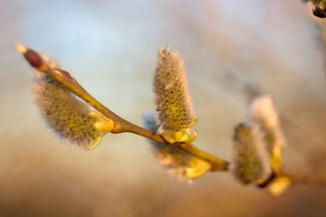 Spring Bud break on the trees.