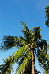 palm tree and blue sky