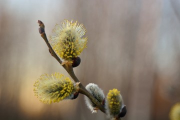 Spring Bud break on the trees.