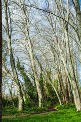 path in the woods in a sunny day