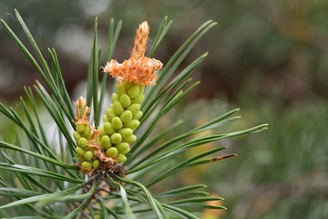 Naklejka na ściany i meble Young pine cones.