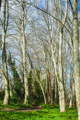 path in the woods in a sunny day