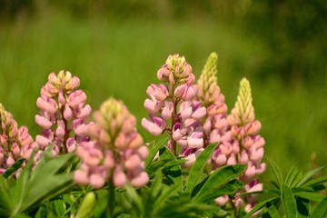Beautiful wild flowers.