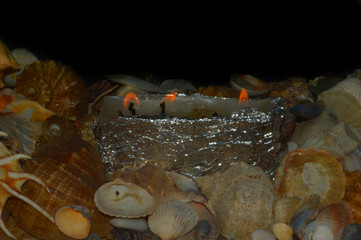 candle isolated on black background