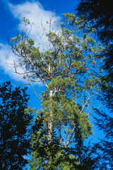 very tall eucalyptus in the woods of Portugal